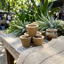 GMS Sweet Pineapple Cup Sambrani No Essence
