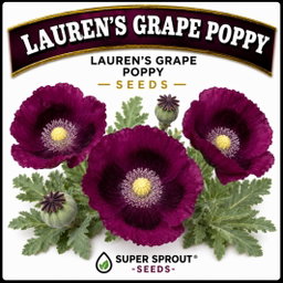 LAUREN'S GRAPE POPPY/PAPAVER x 100+ seeds