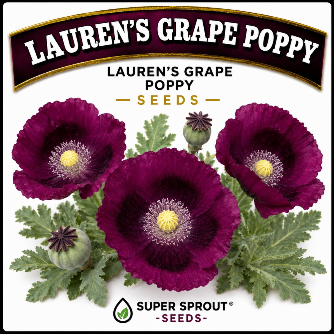 LAUREN'S GRAPE POPPY/PAPAVER x 100+ seeds