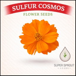 🏵SULFUR COSMOS🏵 x 25 seeds