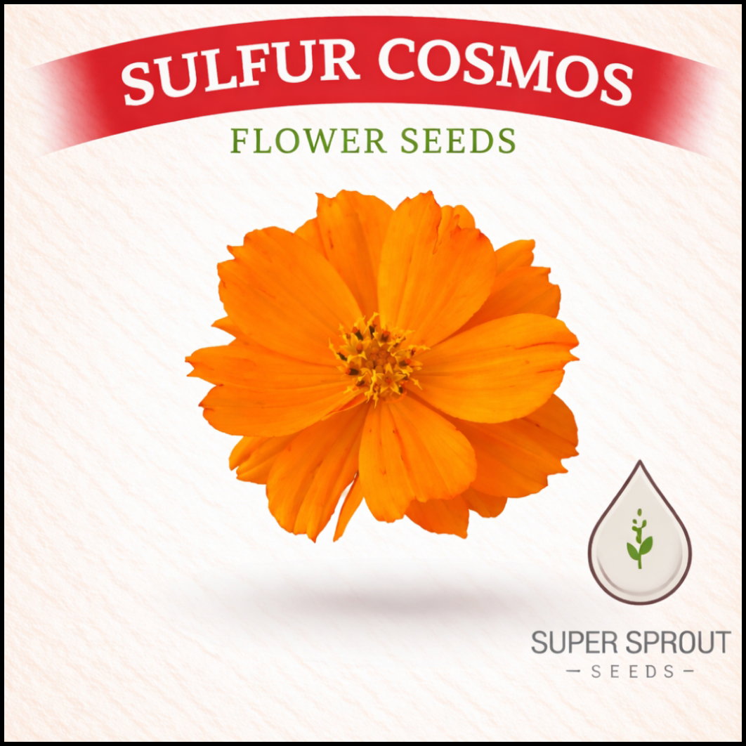 🏵SULFUR COSMOS🏵 x 25 seeds_1