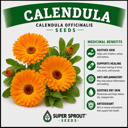 🌸CALENDULA🌸 x 15 seeds