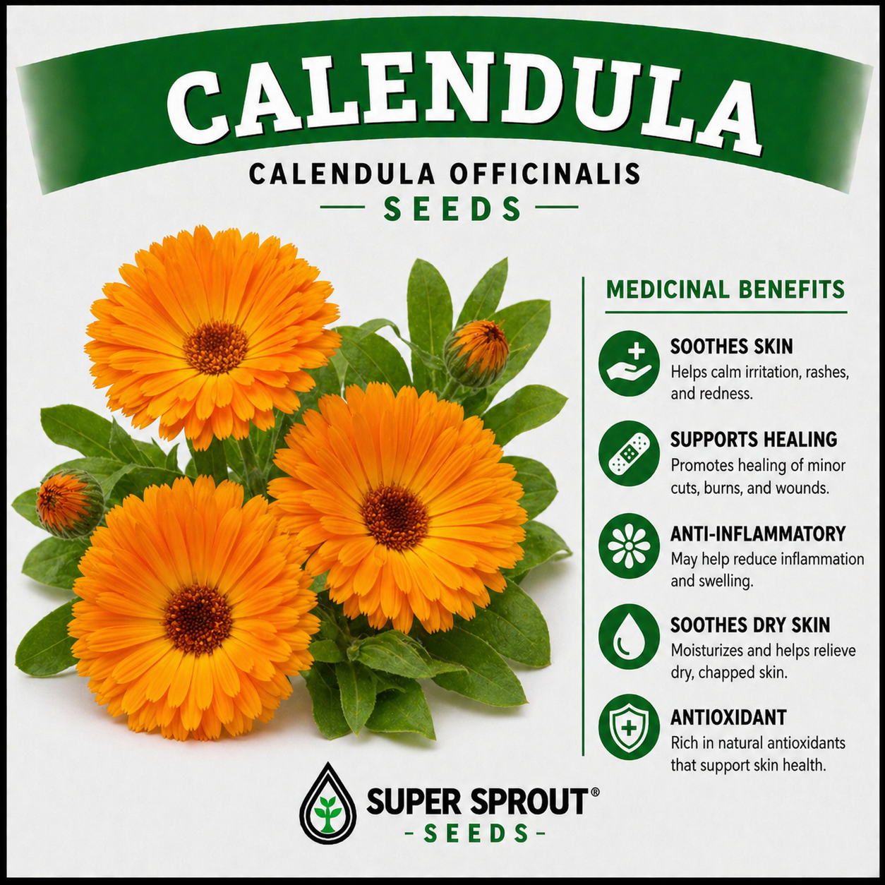 🌸CALENDULA🌸 x 15 seeds_2