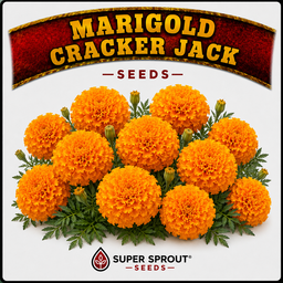🌼MARIGOLD CRACKERJACK🌼 x 50+ seeds