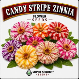Candy stripe zinnia x 25 seeds 