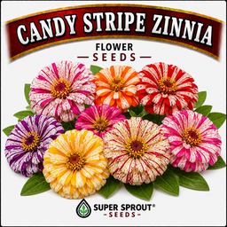 Candy stripe zinnia x 25 seeds 