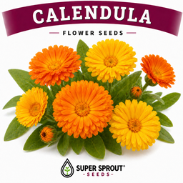🌸CALENDULA🌸 x 15 seeds