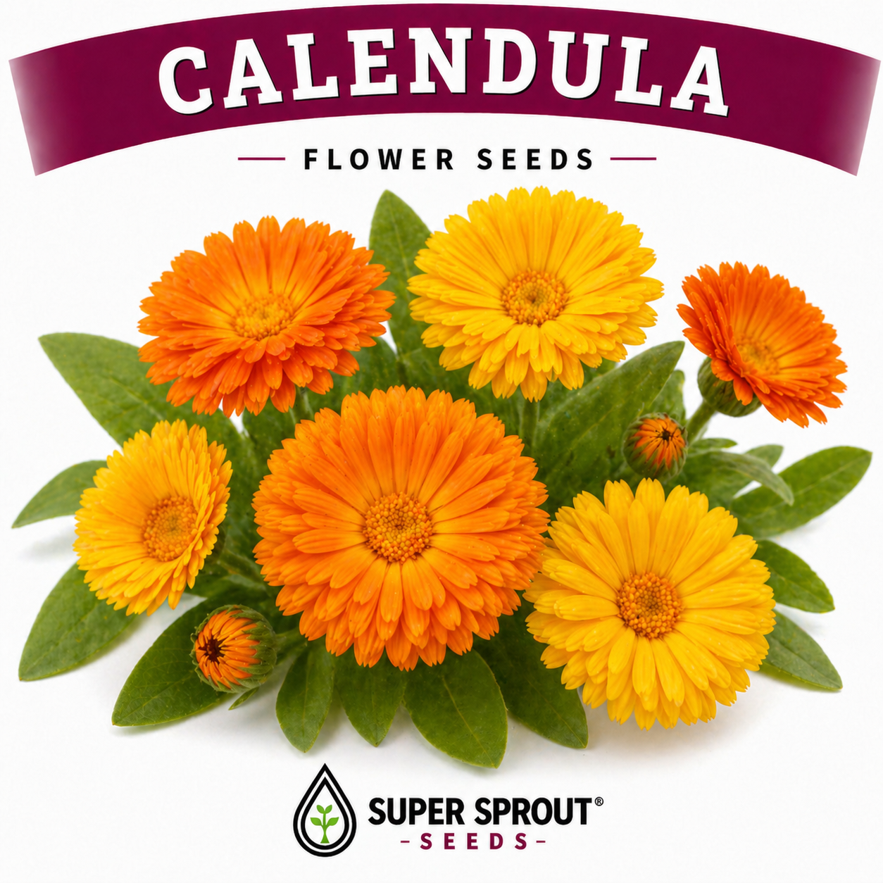 🌸CALENDULA🌸 x 15 seeds