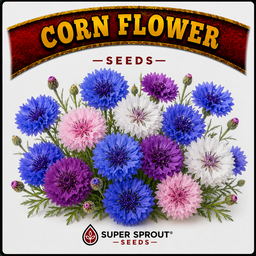 🌼CORN FLOWER🌼 x 15 seeds