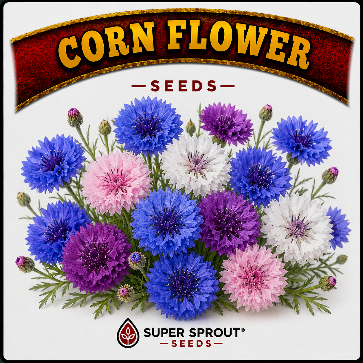 🌼CORN FLOWER🌼 x 15 seeds