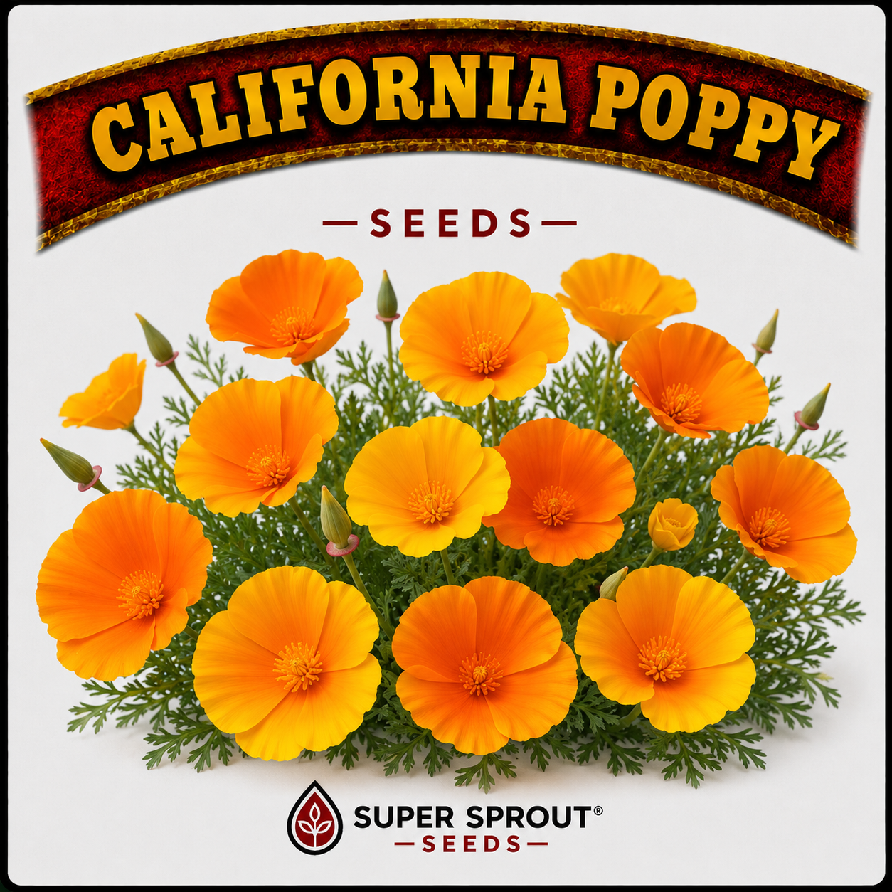 🌸CALIFORNIA POPPY🌸 x 50 seeds (not a true poppy 