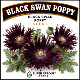 Black Swan poppy x 100 seeds 