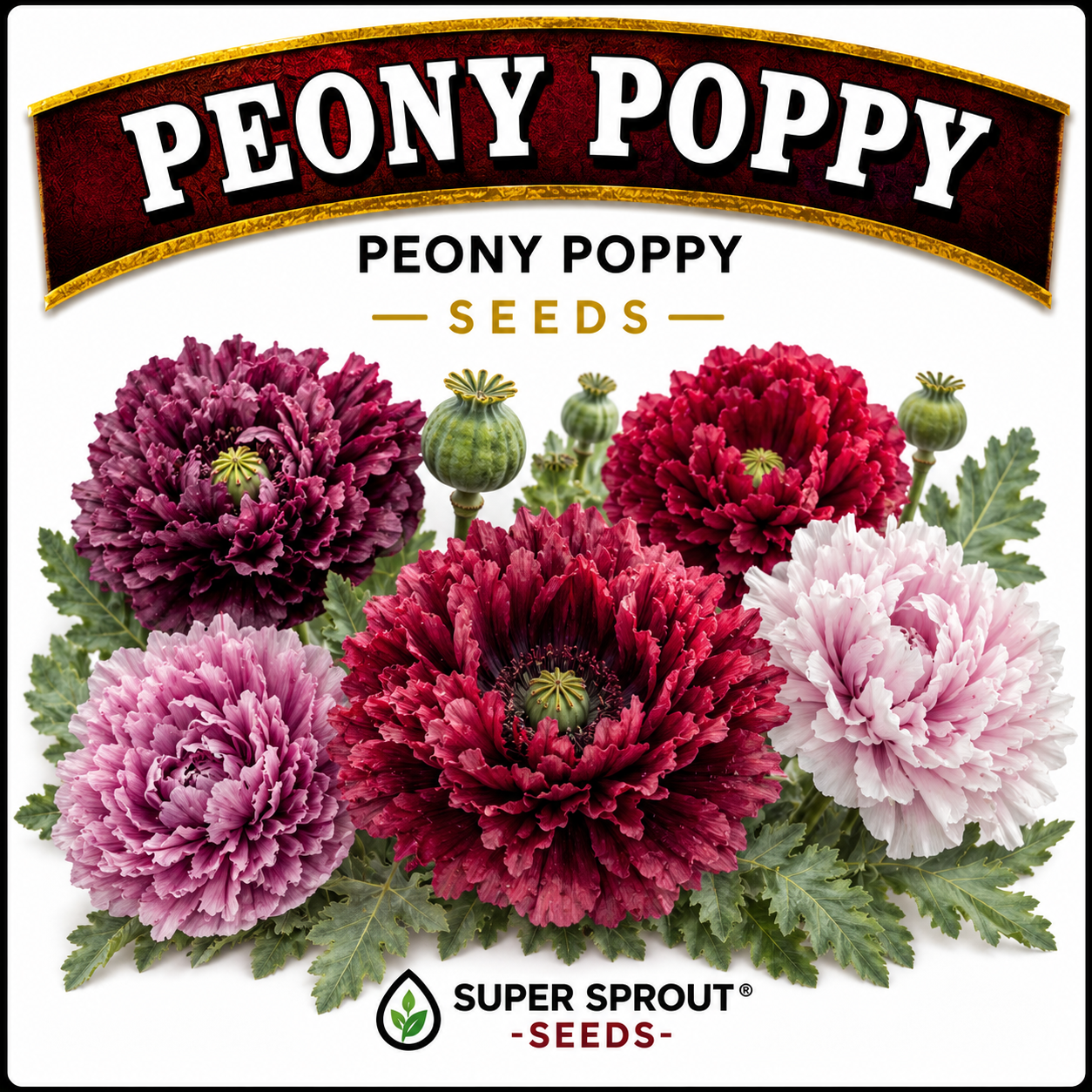 ⚘POPPY PAEONY MIX⚘ x 100+ seeds
