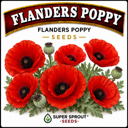 🌸FLANDERS POPPY🌸 x 100+ seeds