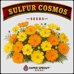 🏵SULFUR COSMOS🏵 x 25 seeds