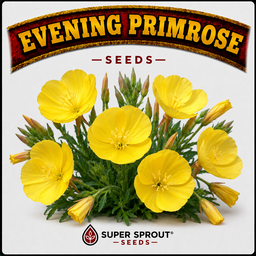 🌼EVENING PRIMROSE FLOWERS🌼 x 50+ seeds