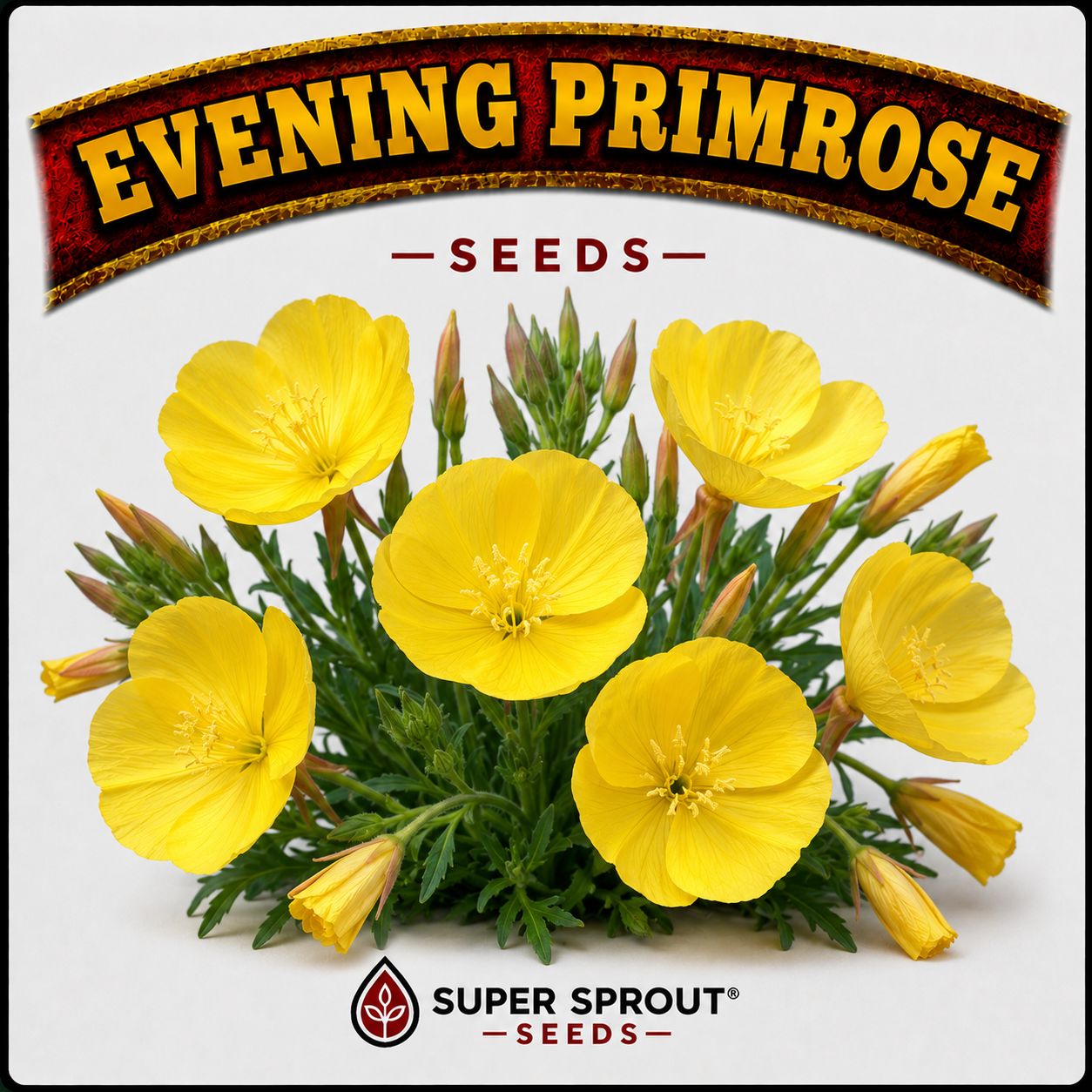 🌼EVENING PRIMROSE FLOWERS🌼 x 50+ seeds