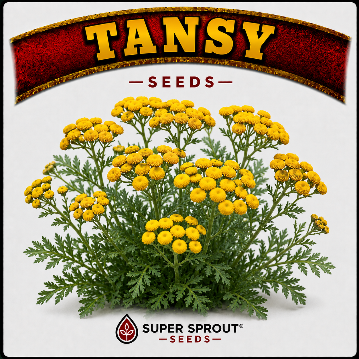 Tansy (Tanacetum vulgare) x 100+ seeds