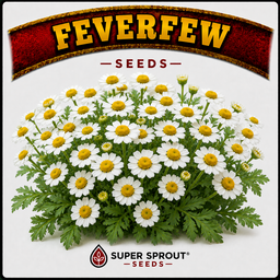 Feverfew herb x 100+ seeds 