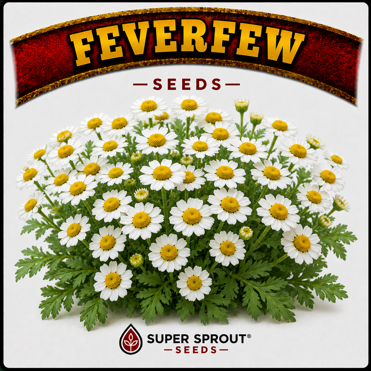 Feverfew herb x 100+ seeds