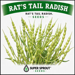 🌱RAT'S TAIL RADISH🌱 x 15+ seeds9
