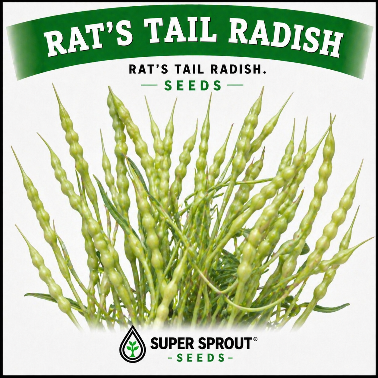 🌱RAT'S TAIL RADISH🌱 x 15+ seeds9
