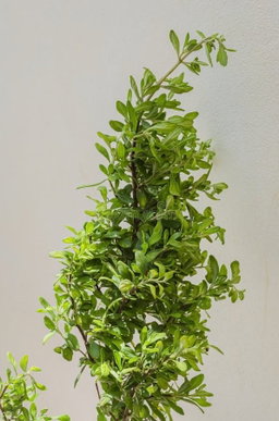 Peppermint 