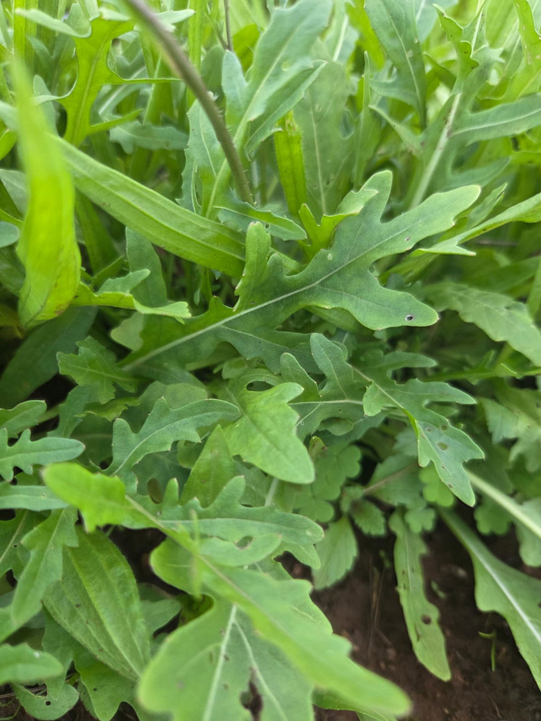 100g cultivated rocket - organic