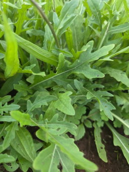 100g cultivated rocket - organic 