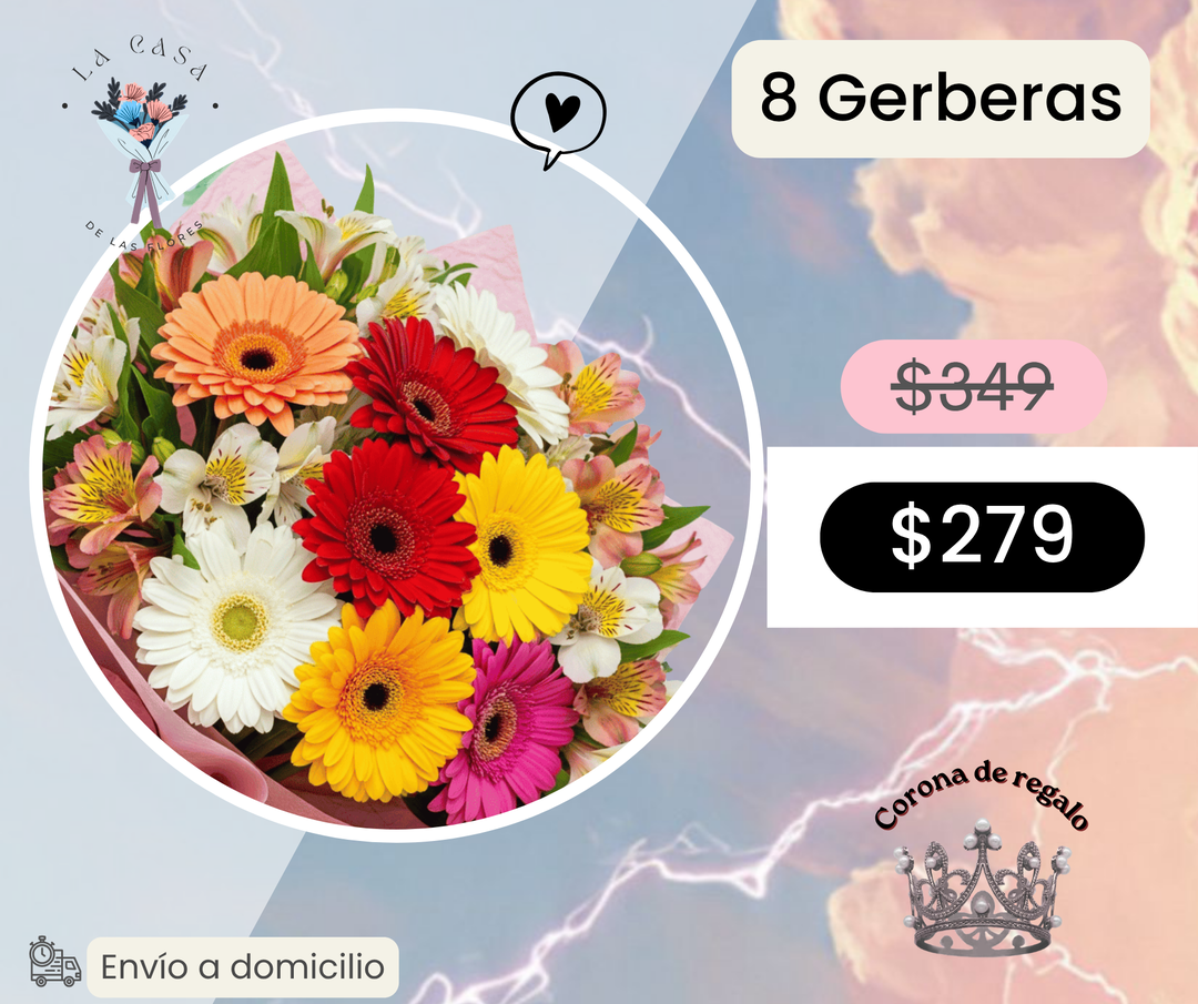 8 Gerberas