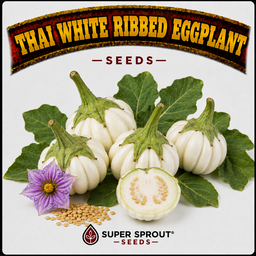 Exotic Eggplant combo pack x 6 packs
