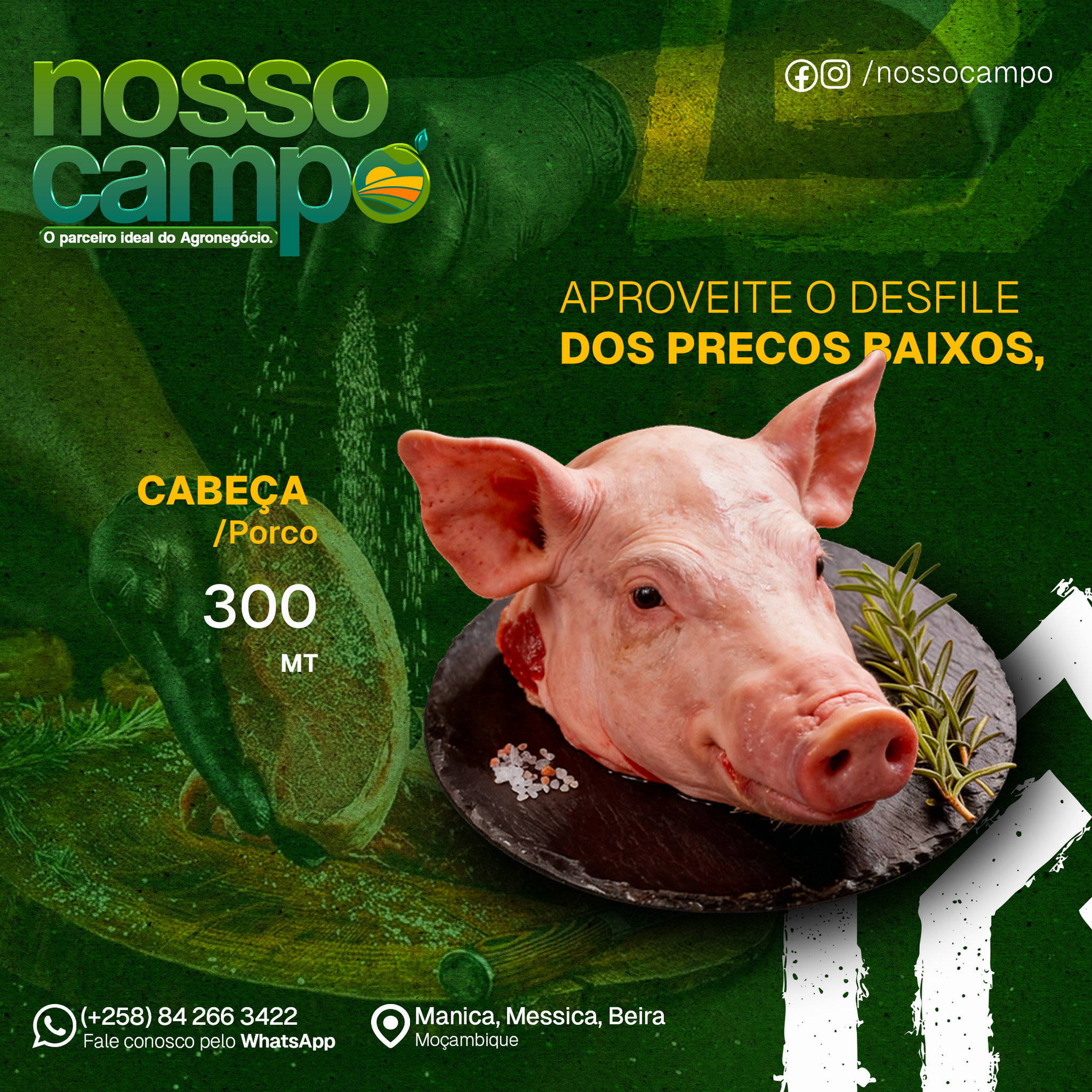 Cabeça de Porco_0