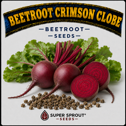 🌱BEETROOT CRIMSON CLOBE🌱 x 25+ seeds