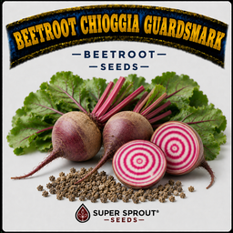 🥔BEETROOT CHIOGGIA GUARDSMARK  🥔 x 25 seeds