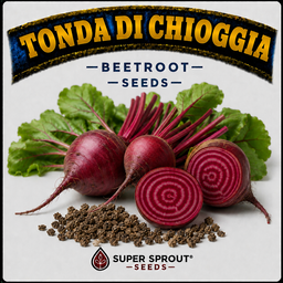 🥔TONDA DI CHIOGGIA    x 25 seeds