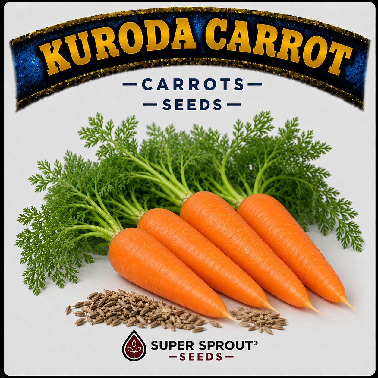 🥕KURODA CARROT 🥕  x 50+ seeds