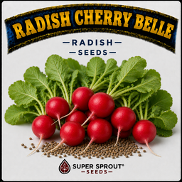 🌱RADISH CHERRY BELLE🌱 x 50+ seeds
