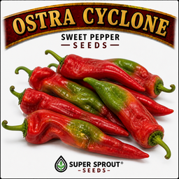 🫑HUNGARIAN PAPRIKA OSTRA CYCLONE🫑 x 10 organic seeds