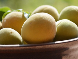 Korean Golden Plum Syrup 1L 하동권여사 황매실 韓国黄梅シロップ
