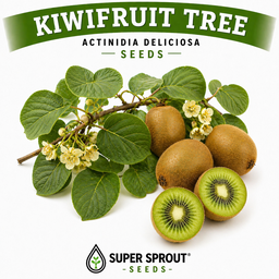 🥝KIWI (Actinidia chinensis)🥝x 25 seeds