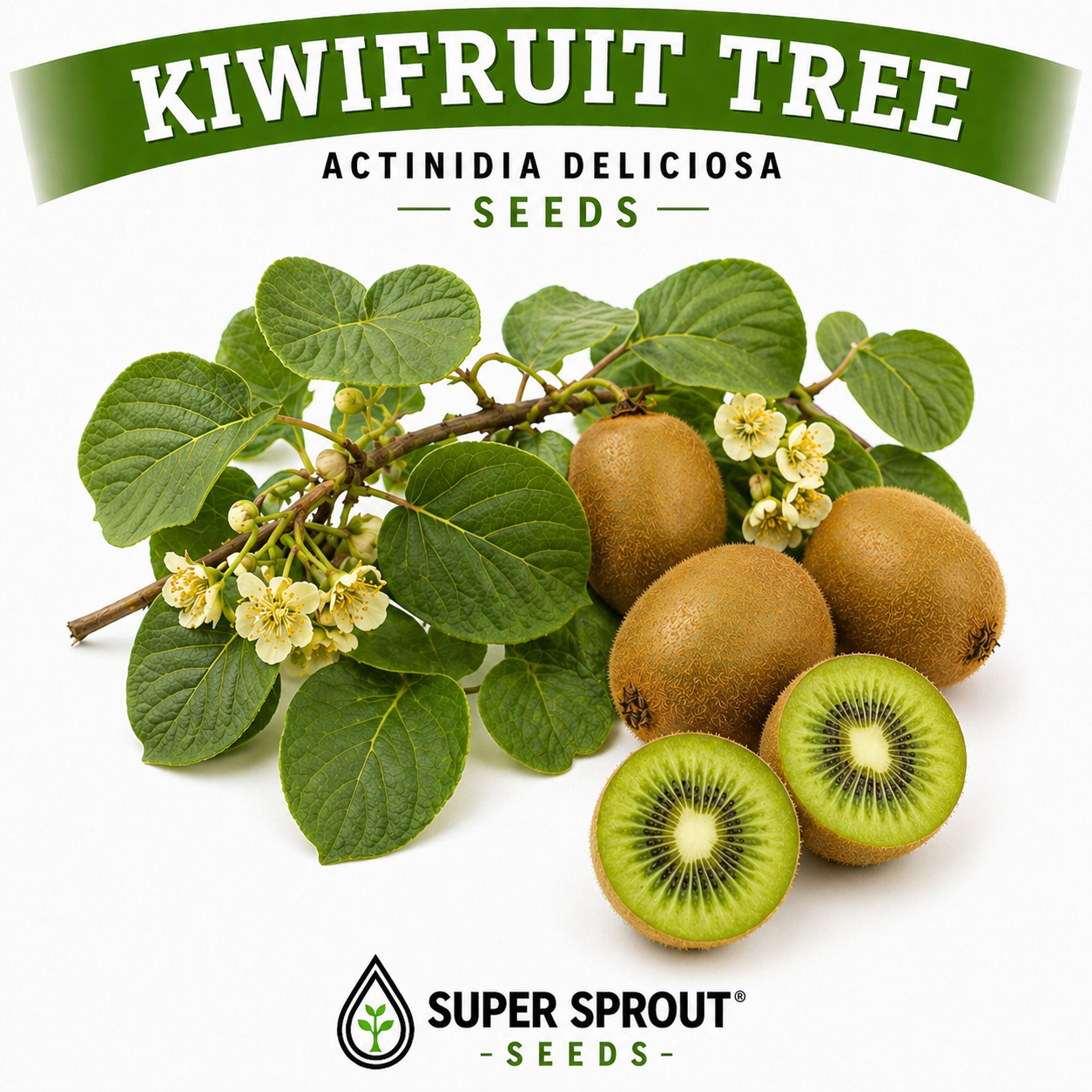 🥝KIWI (Actinidia chinensis)🥝x 25 seeds