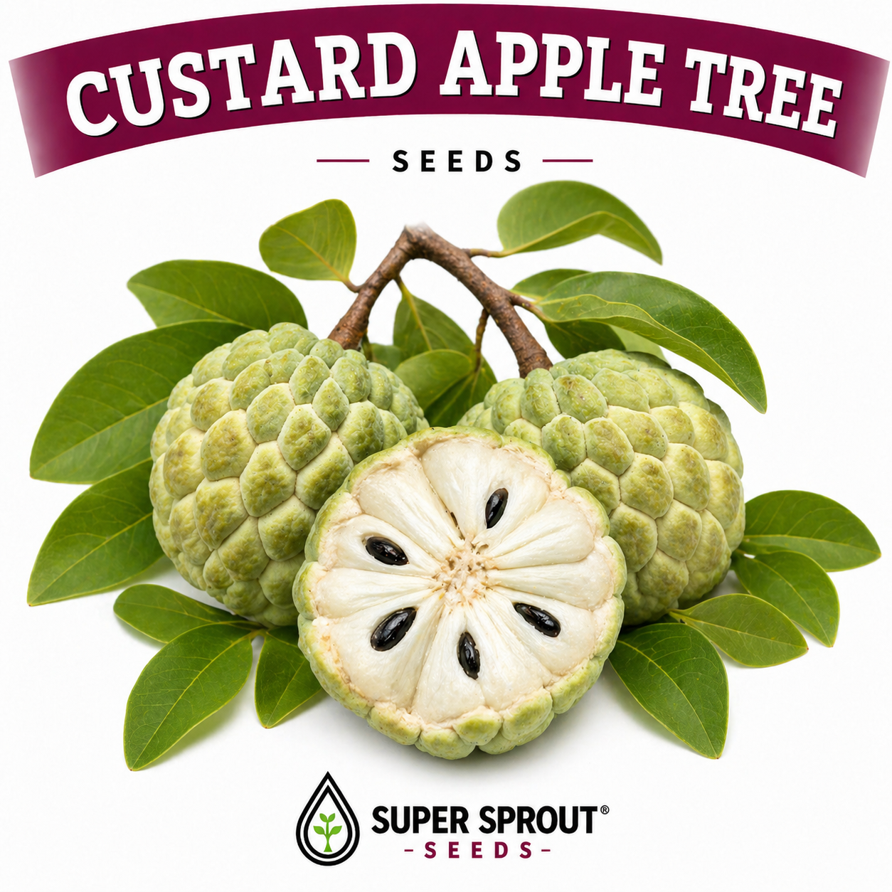 🌳CUSTARD APPLE🌳 x 3 seeds