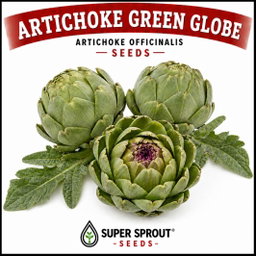 ARTICHOKE GREEN GLOBE  x 25 seeds 