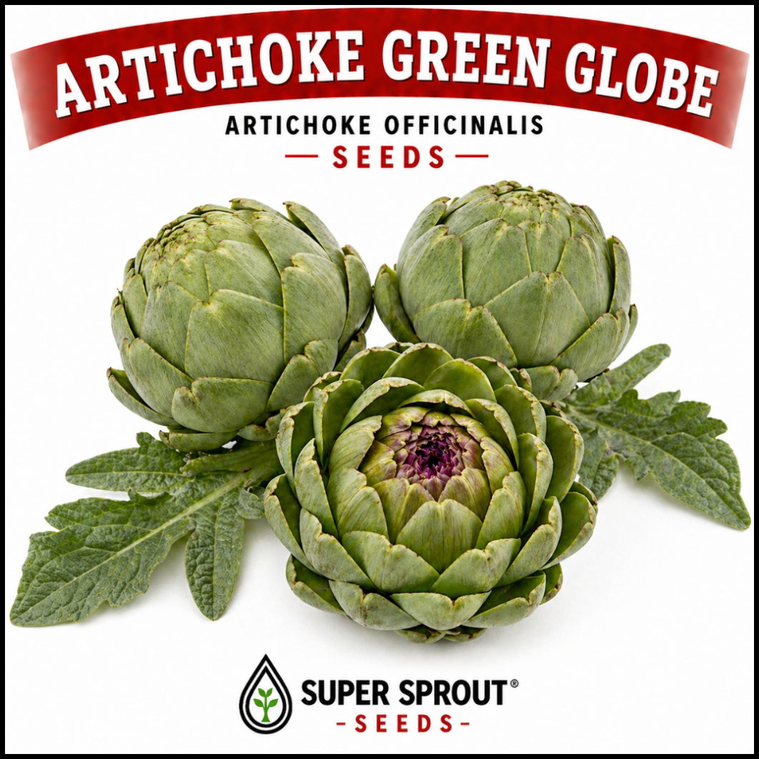 ARTICHOKE GREEN GLOBE x 25 seeds