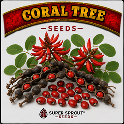 🌳CORAL TREE🌳 x 5 seeds