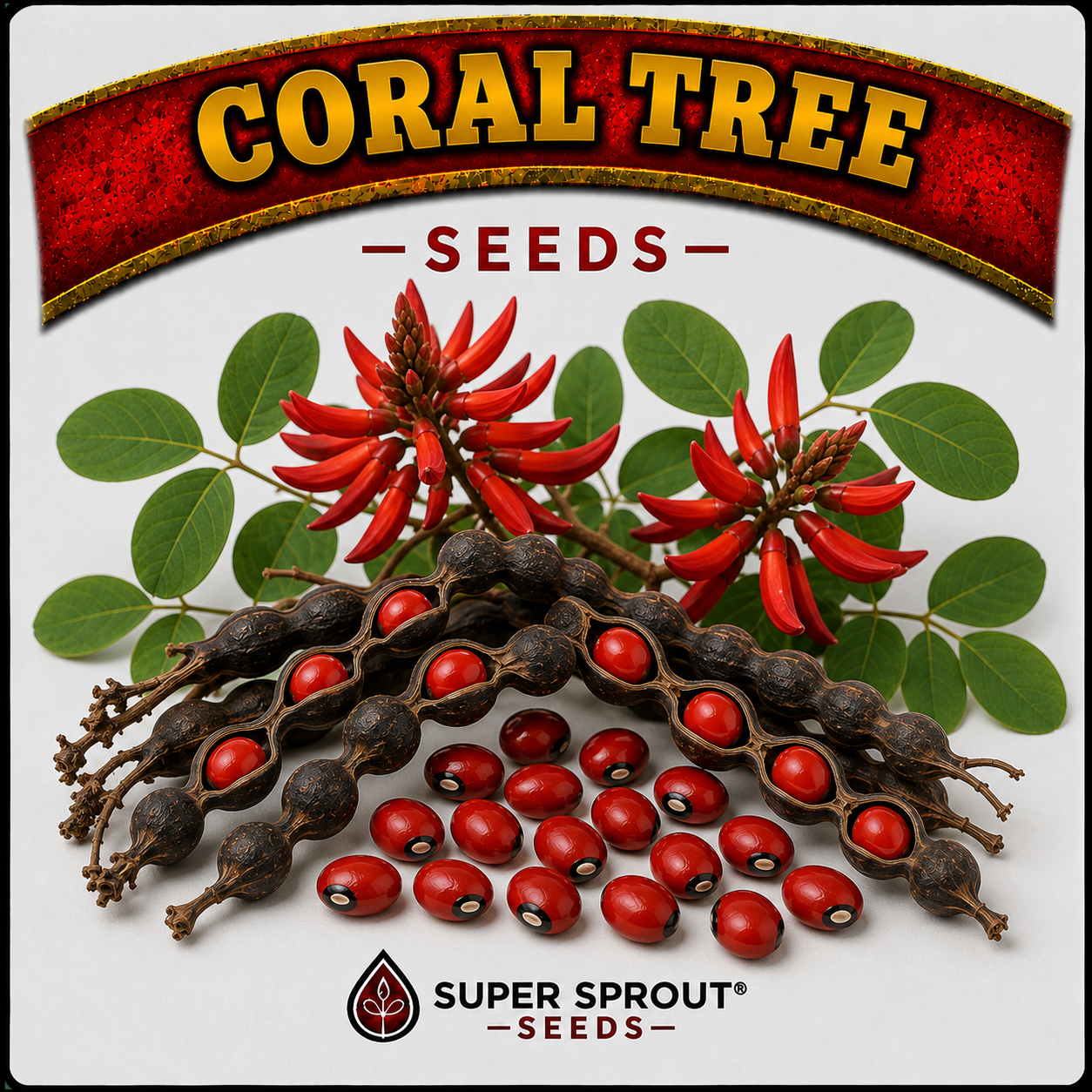 🌳CORAL TREE🌳 x 5 seeds_1