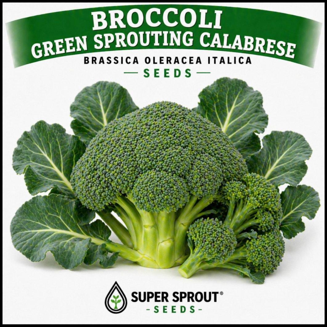🥦CALABRESE SPROUTING BROCCOLI 🥦 x 100+ seeds