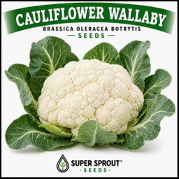 🥦CAULIFLOWER WALLABY🥦x 50+ seeds