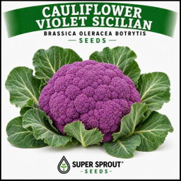 🥦CAULIFLOWER-VIOLET SICILIAN🥦 x 15  organic seeds