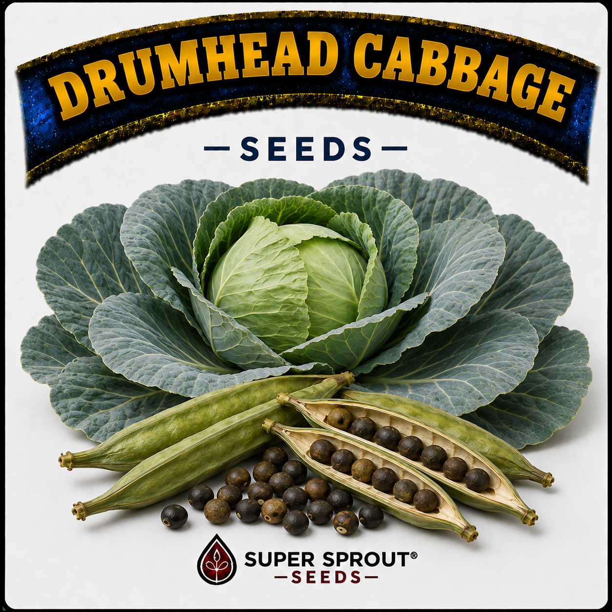 🥦Drumhead Cabbage🥦 x 25+ seeds